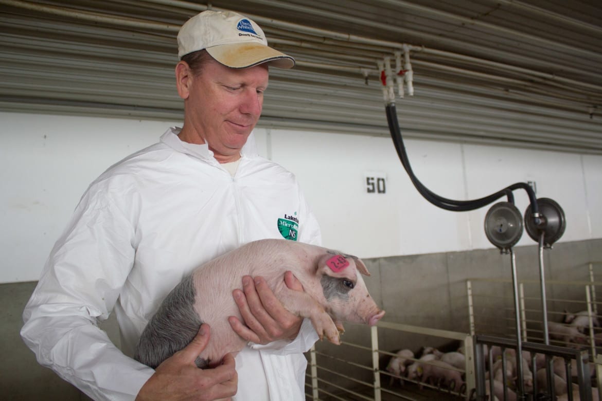 Researcher and hog farmer Gene Gourley is keeping busy conducting tests on treatments that could be alternatives to the use of antibiotics in swine. (Photos: Amy Mayer | Harvest Public Media)