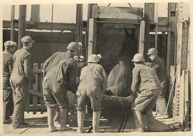 Miners loading a mule into a lead mine