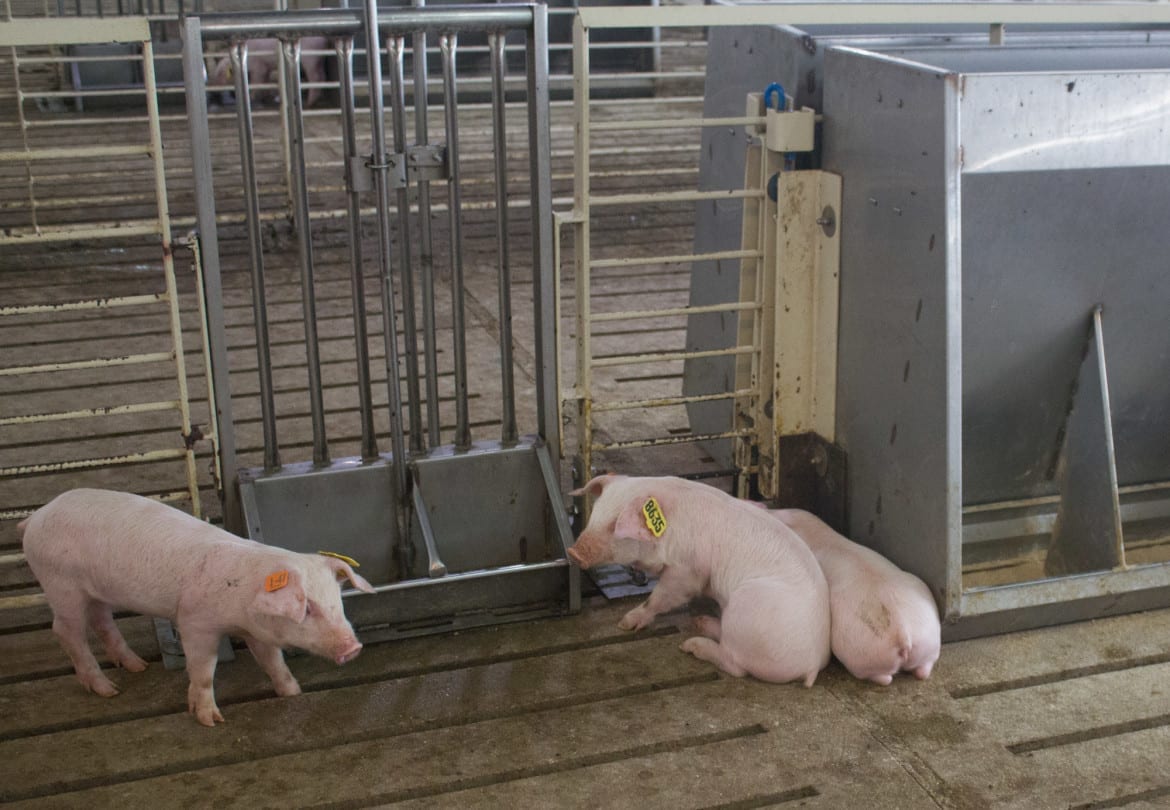 Pigs in containment area