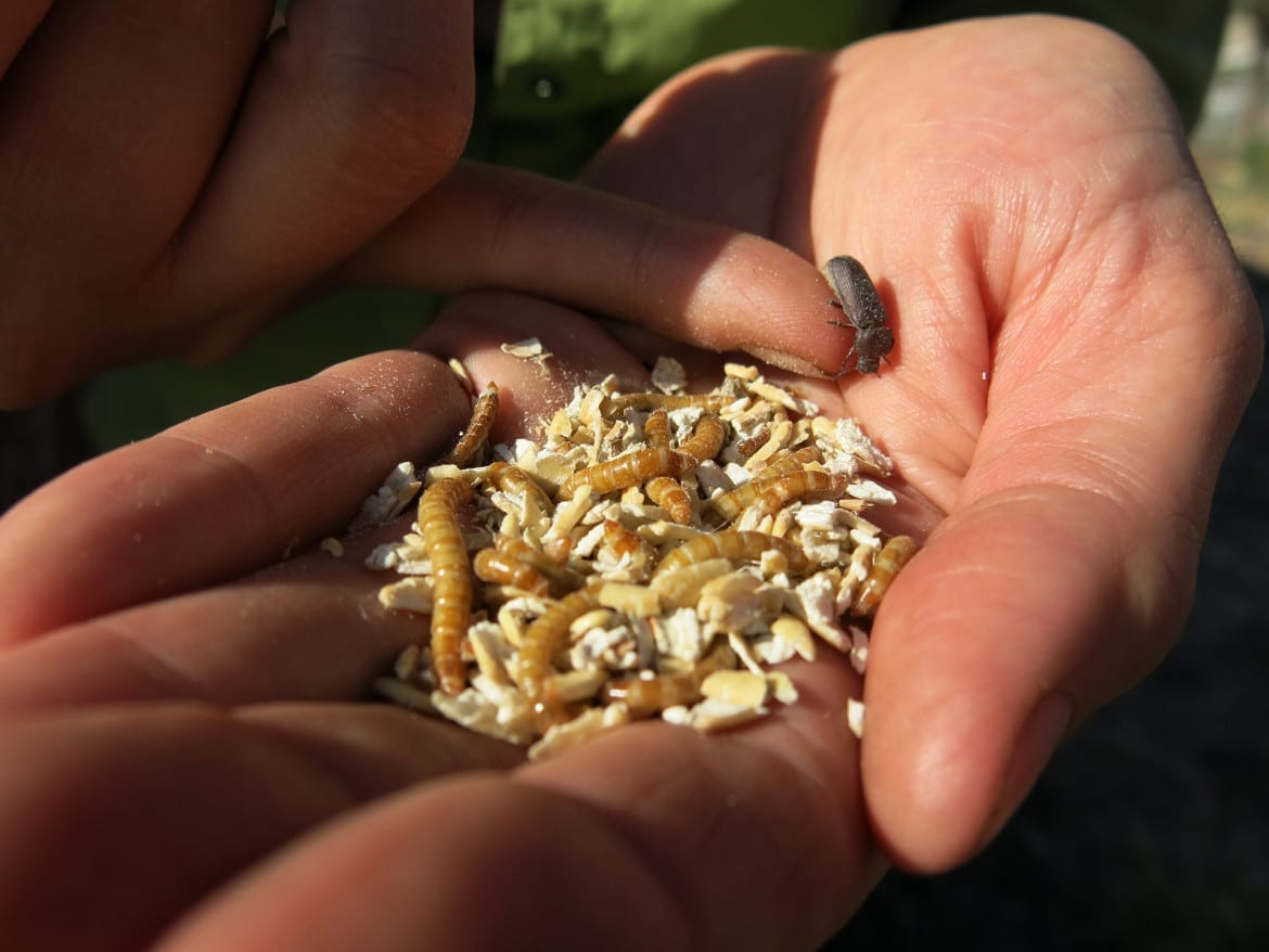 The entrepreneurs behind Rocky Mountain Micro Ranch want to grow insects, like these mealworms, for people to eat. (Photo: Luke Runyon | Harvest Public Media)