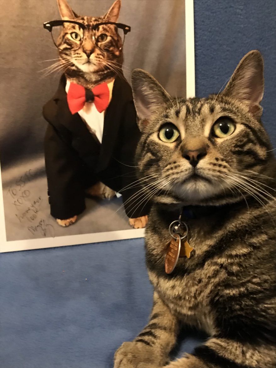 Sly James the cat in a suit