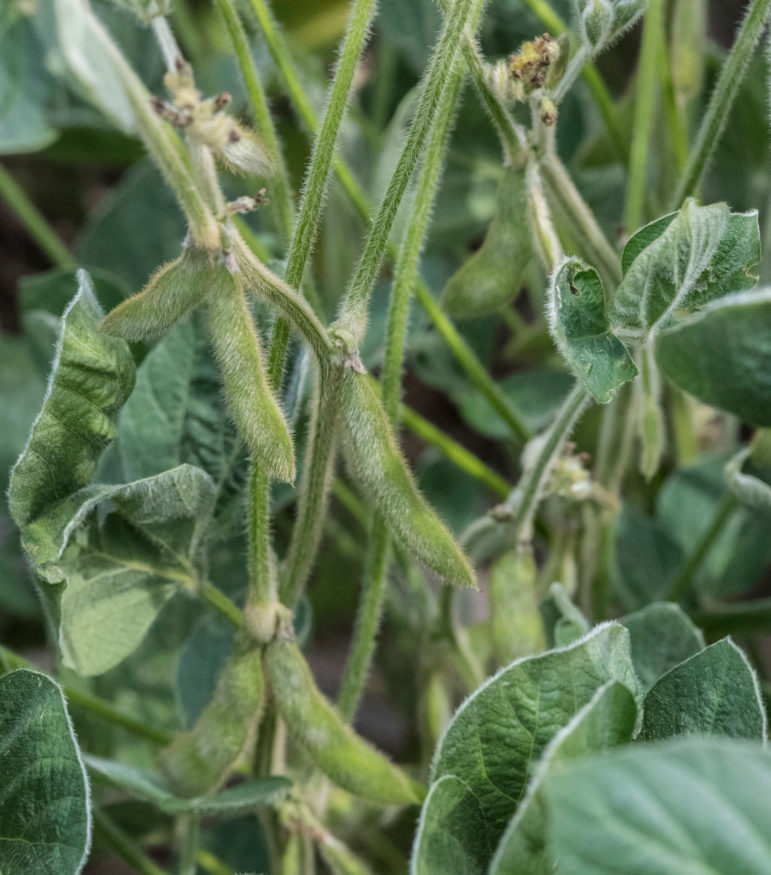 Soybeans with suspected dicamba damage