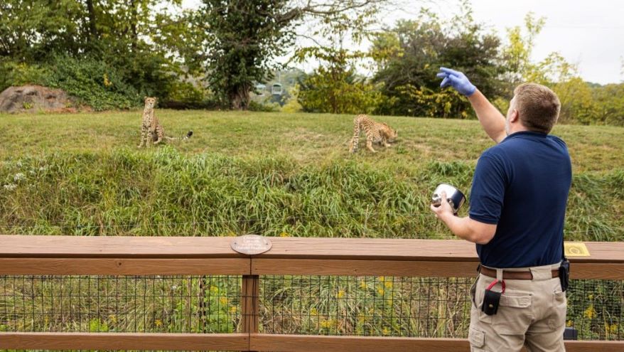 Josh Murray tends to cheetahs at their wildlife exhibit at the Kansas City Zoo.