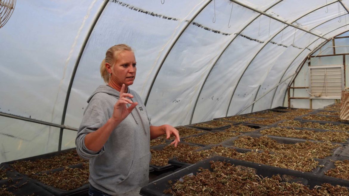 Currently full of drying hemp flower, Michelle Poindexter explains that come spring the greenhouse will be full of seedlings.