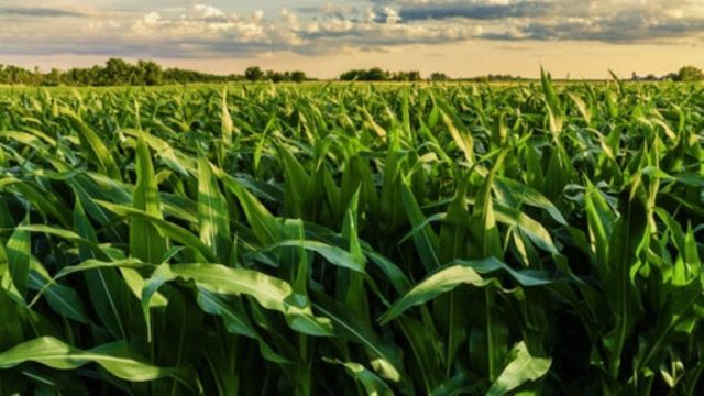 Excess fertilizer applied on corn crops in Champaign County, Illinois, eventually winds up in the Gulf of Mexico where it feeds a massive, toxic algae bloom referred to as the dead zone.