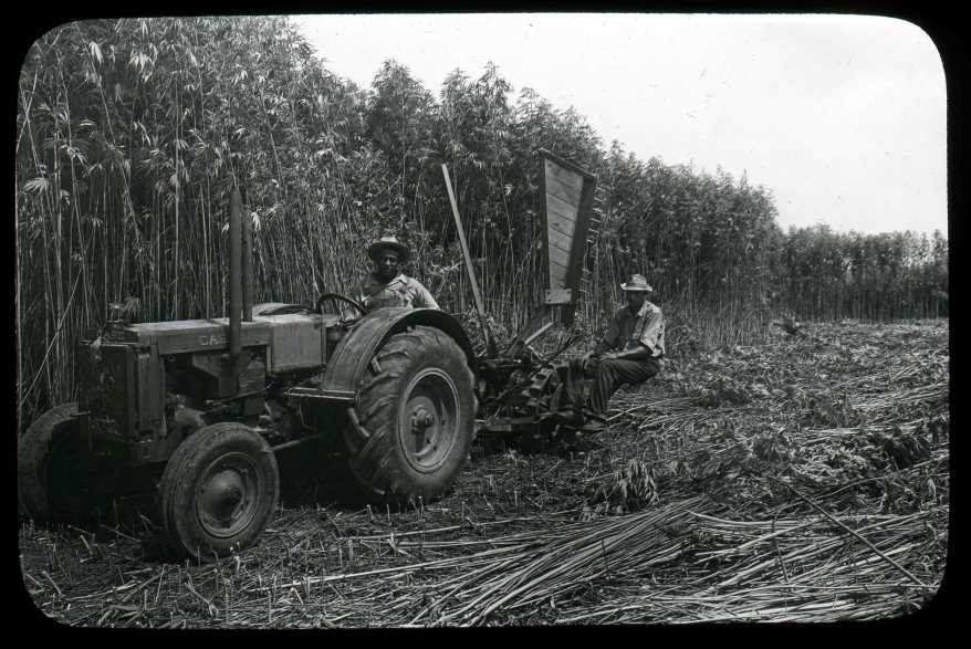 Historic photo of hemp being harvested.