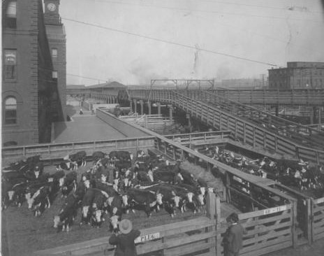 Unidentified men looking into West Bottoms livestock pens filled with cattle. Also shows stock runways and a portion of Livestock Exchange Building.