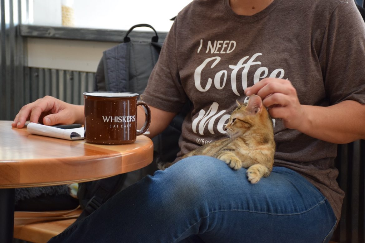 Photo of cat in lady lap