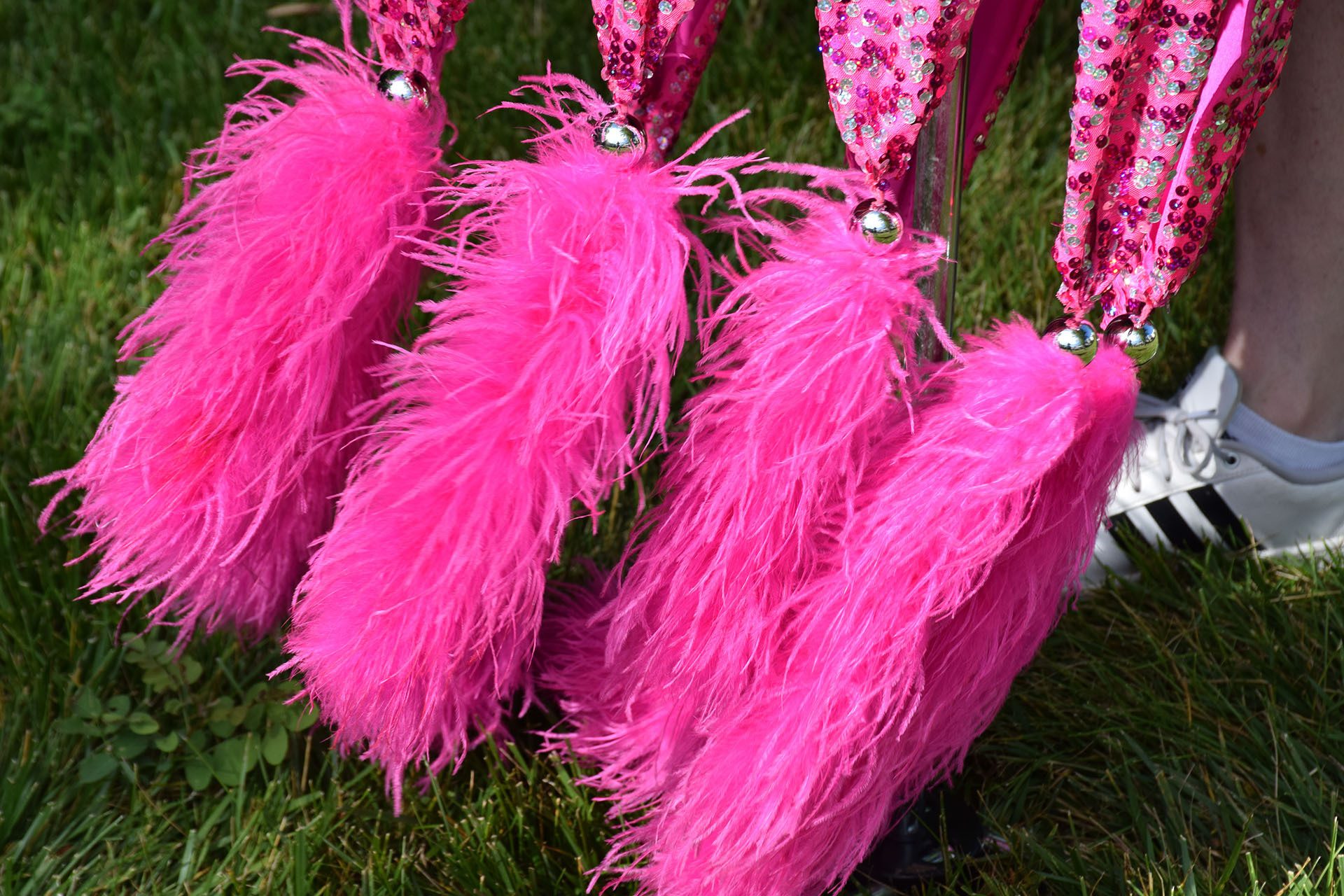 Photo of ostrich feathers
