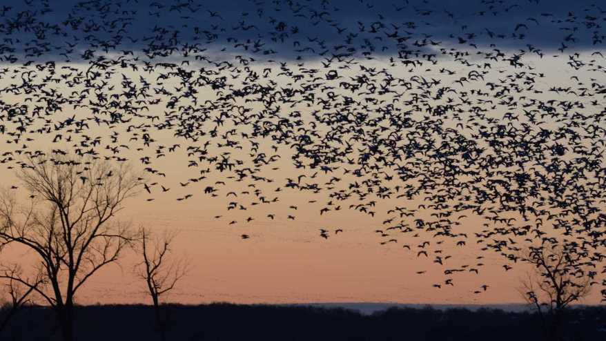 Waterfowl take flight at Loess Bluffs National Wildlife Refuge
