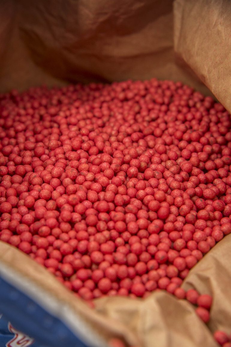 Soybean seeds