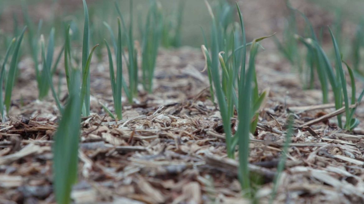 Fresh sprouts from one of The Giving Grove's "little orchards."