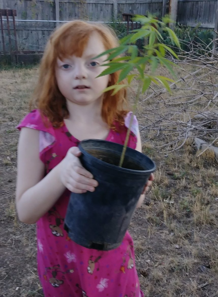 Young girl holds a cannabis plant in a backyard